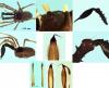 Ischyropsalis luteipes